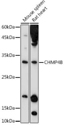 Western Blot: CHMP4B Antibody [NBP2-92805] - Western blot analysis of extracts of various cell lines, using CHMP4B antibody (NBP2-92805) at 1:1000 dilution. Secondary antibody: HRP Goat Anti-Rabbit IgG (H+L) at 1:10000 dilution. Lysates/proteins: 25ug per lane. Blocking buffer: 3% nonfat dry milk in TBST. Detection: ECL Basic Kit. Exposure time: 180s.